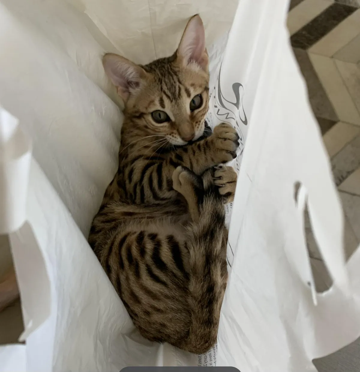 What I'd found in place of my groceries