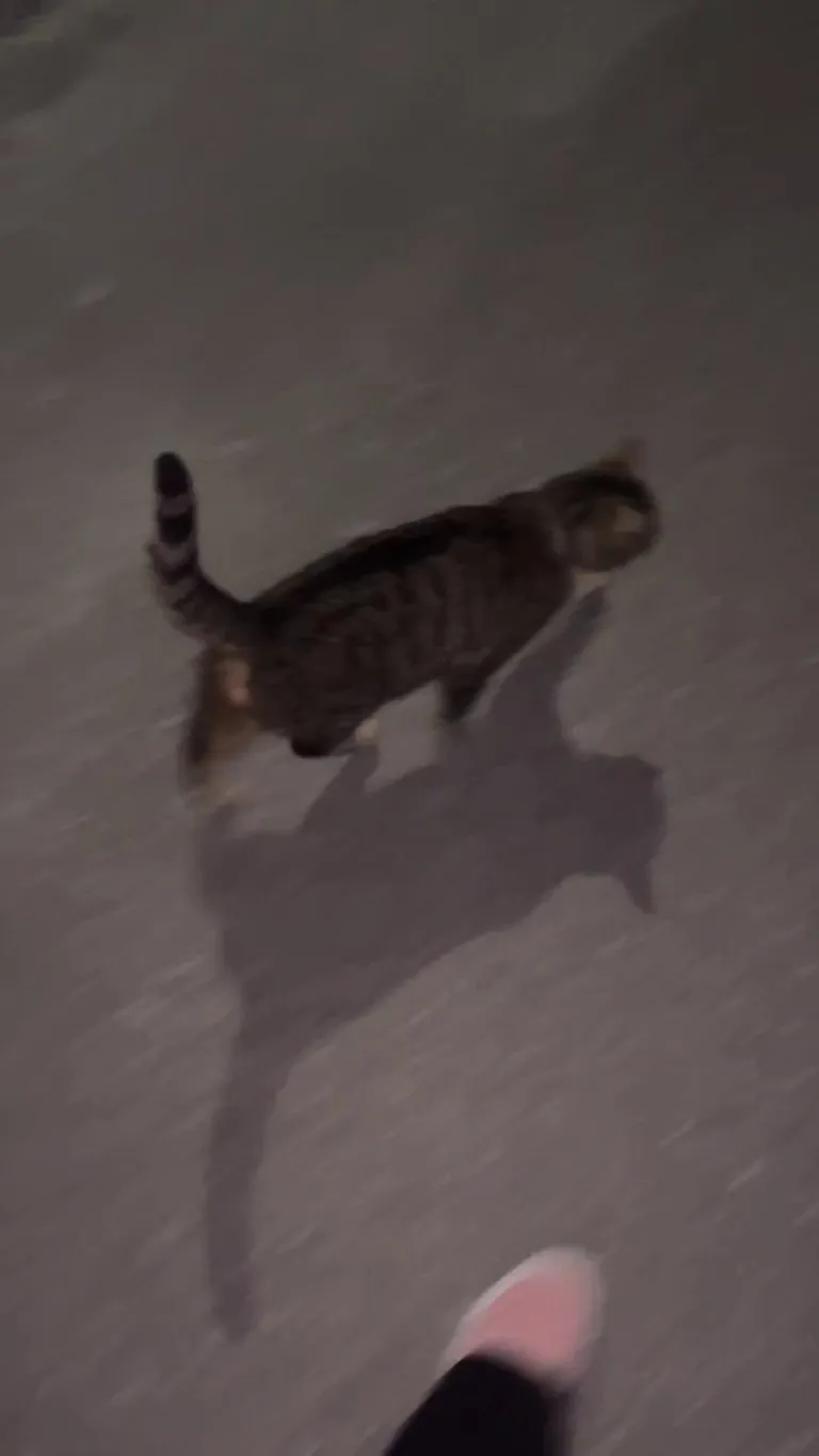 Whenever I take a walk at night random cats will come up to me and either circle me or walk in front of me in a zig-zag 🥹😭 Does anybody know why they do that?