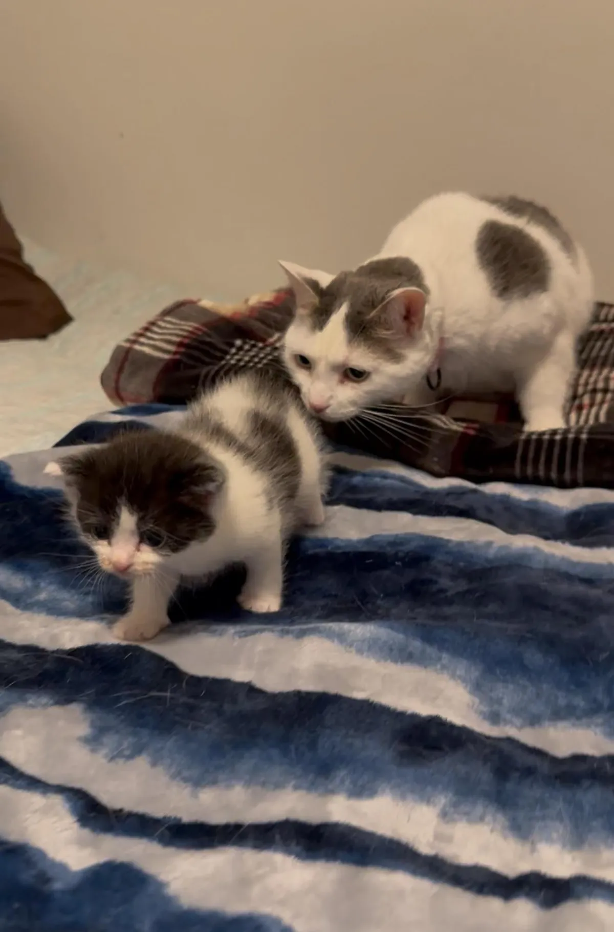 Found this kitten outside-not only is she sweet &amp; healthy, she fits right in with my other 4 cats.