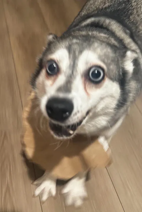 opened the door to the trash can tipped over and moonie 2 feet away like this…