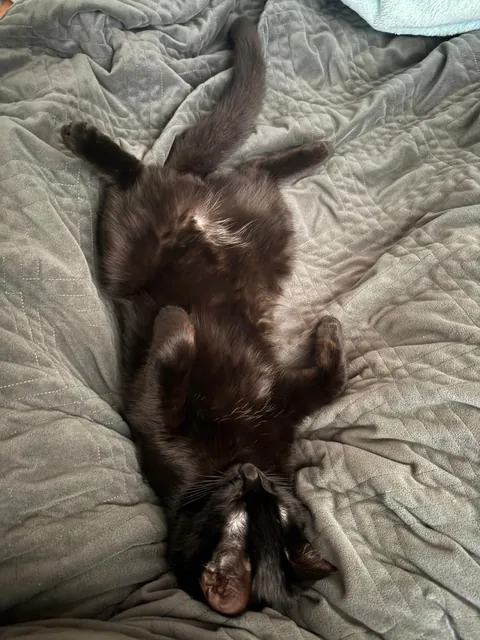 My first ever baby, meet Cosmo🖤