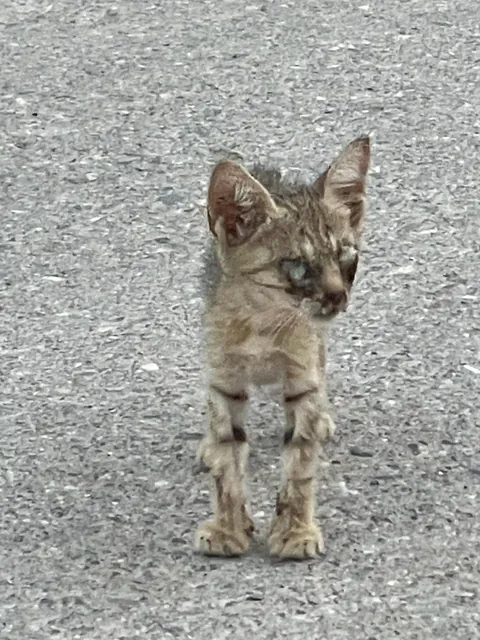 My cat had black eyes on day one: Now she’s coming up to 3 years old and better than ever.