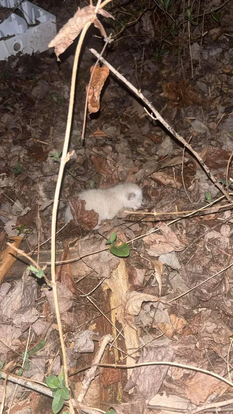 Last update on abandon kitten