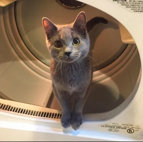 there's lint in my dryer :)