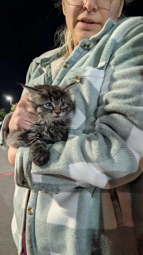 Rescued this guy behind a Costco hiding behind the trash compactor