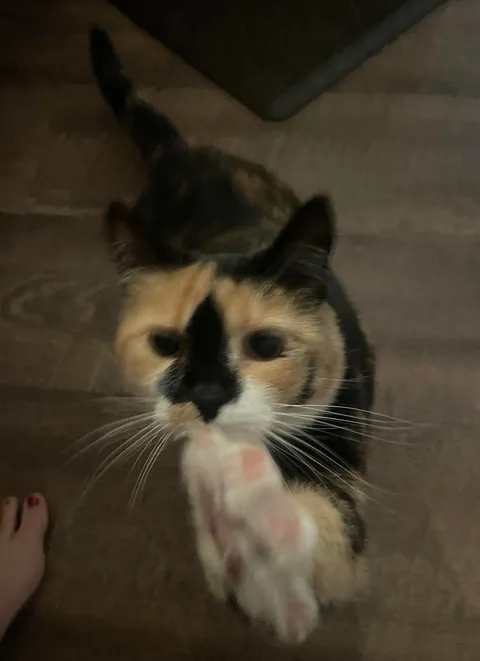 She is the sweetest cat!