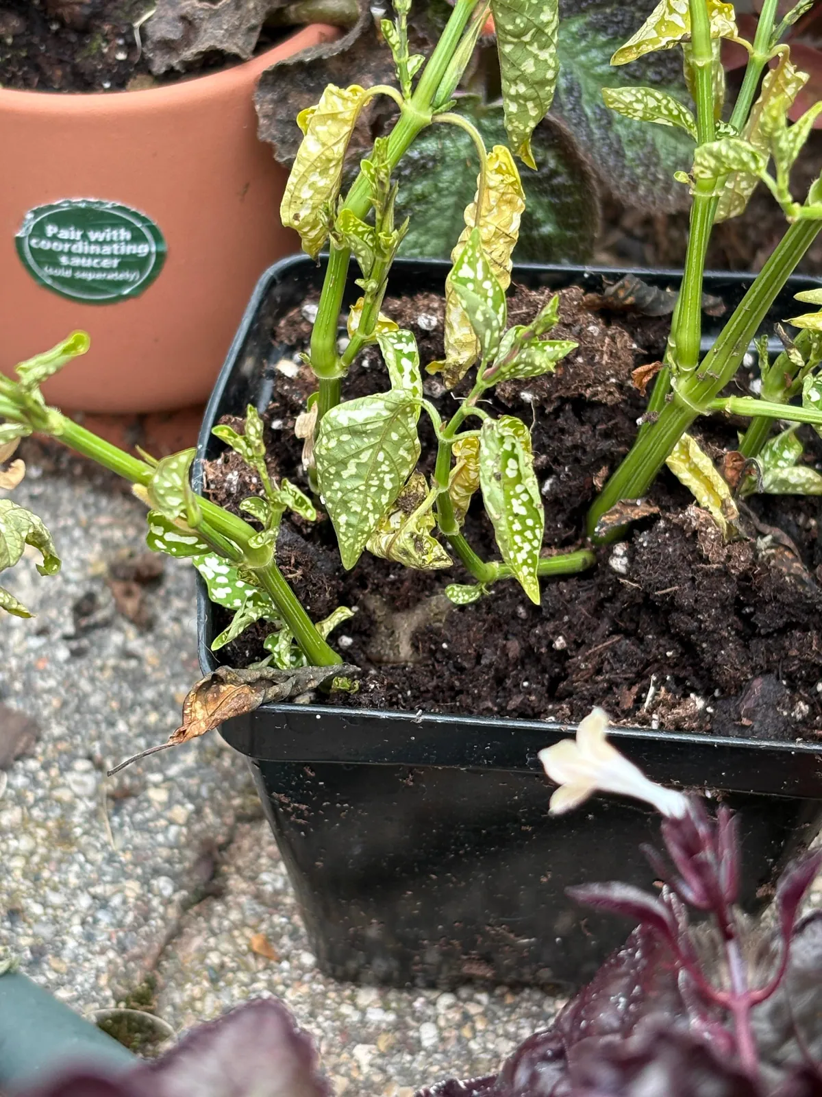 This toad is persistent, I’ll give it that. 😐😐😐 I’ve tried evicting it 3 times.