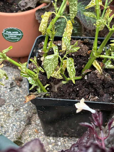 This toad is persistent, I’ll give it that. 😐😐😐 I’ve tried evicting it 3 times.