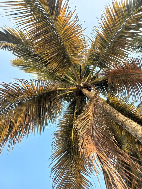 Pics from my two trips to Gabon in central Africa (Aug 2024&amp;2025)