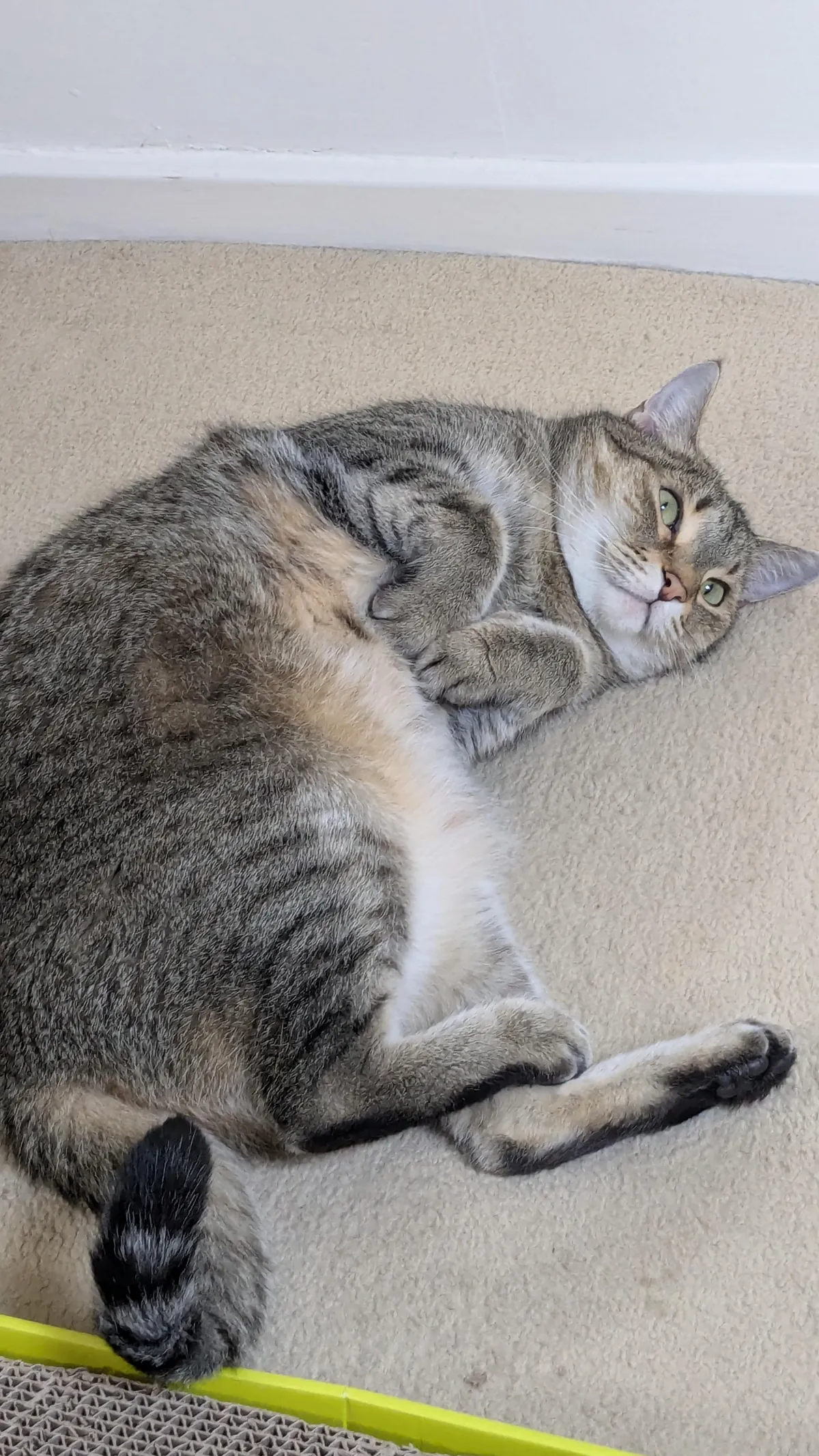 Send me pictures of your cat and I won't draw them!