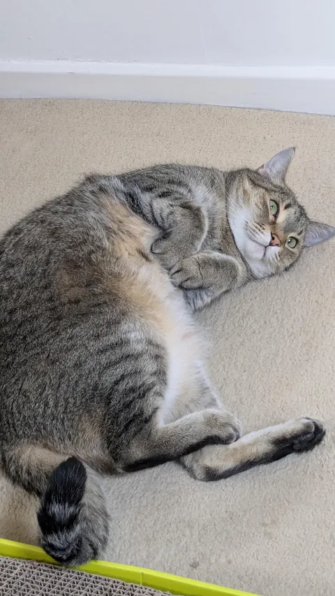 Send me pictures of your cat and I won't draw them!