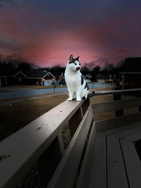 I’m about to die, and I’m not sure what to do about my cat.