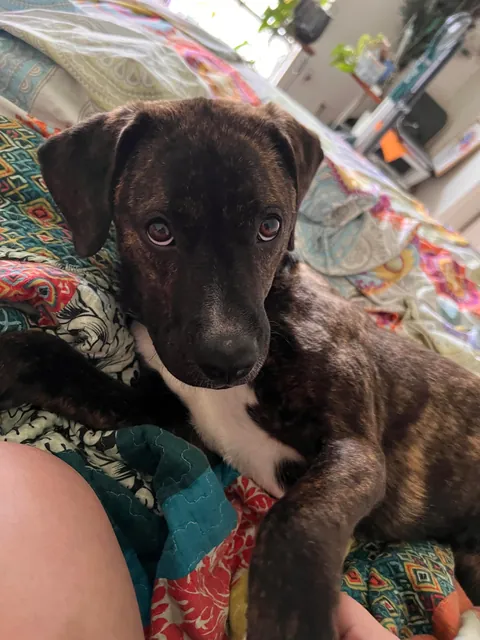 I was adopted 2 years ago today!