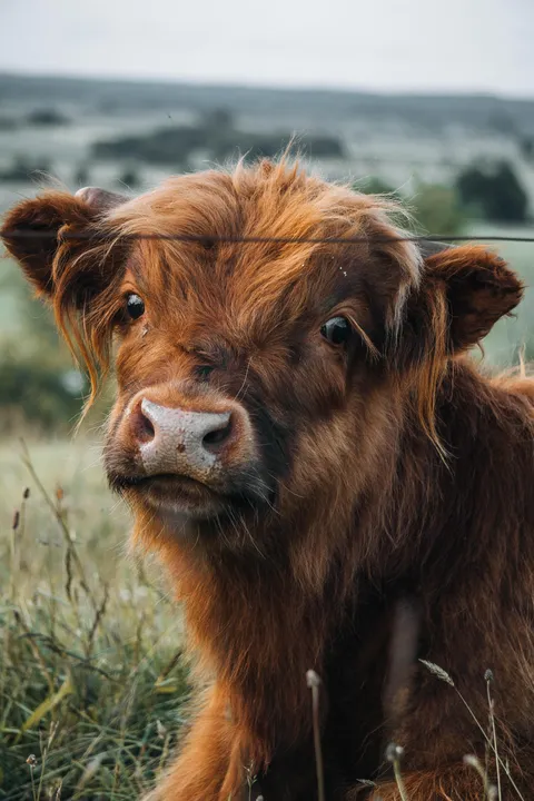 ITAP of a cute cow