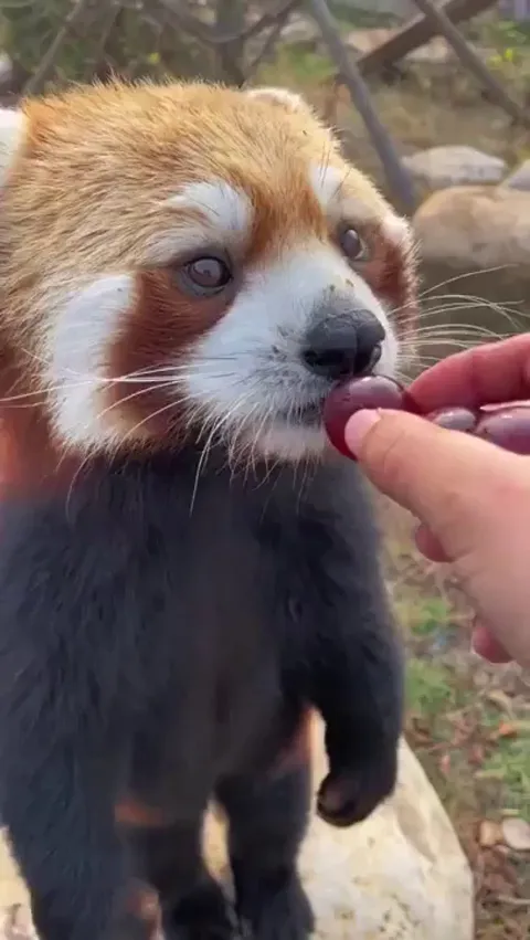 feeding a red panda.