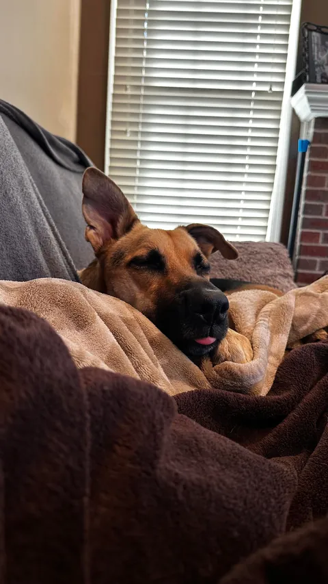 Everyone say happy 2nd birthday to Scooby!