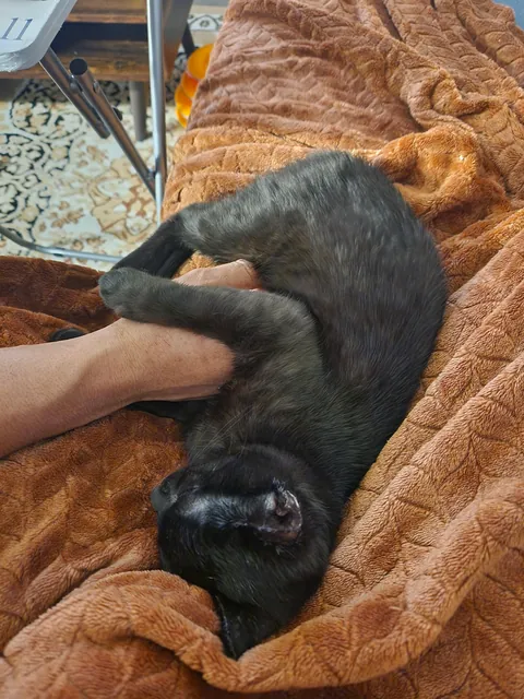 Anyone else have a cuddle bug?