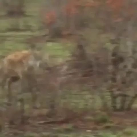 🔥 Impala plays dead to escape hyena and cheetah.