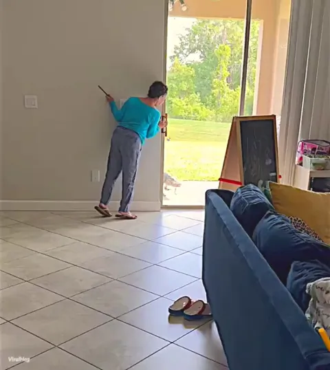 Beagle meets Alligator.