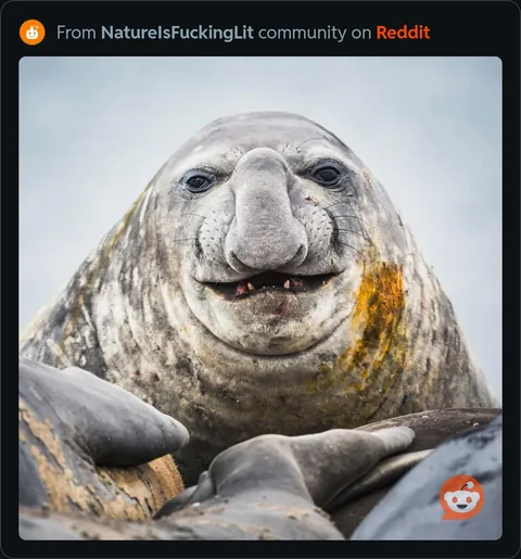 PsBattle: Portrait of an Elephant Seal