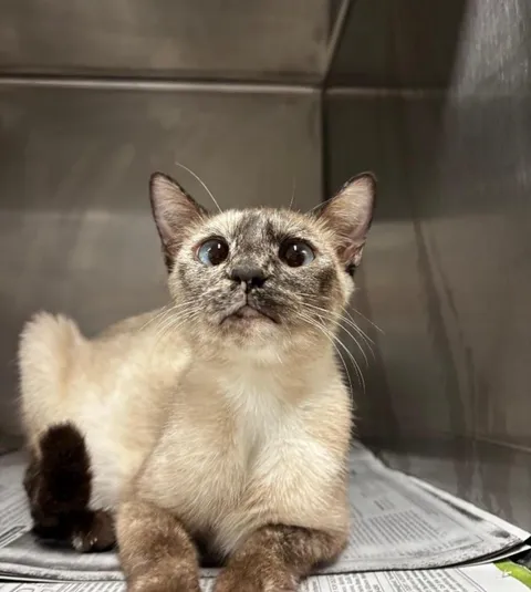 Adopted My First Cat Today