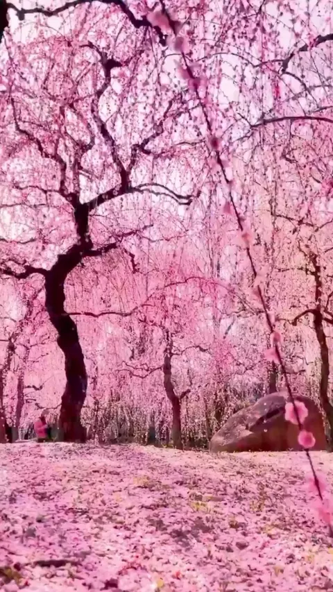 Plum blossoms in kyoto