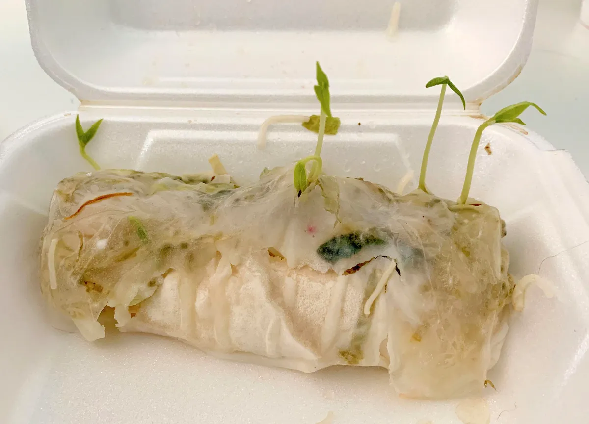 I left a summer roll on my desk for 4 days. The bean sprouts are sprouting.