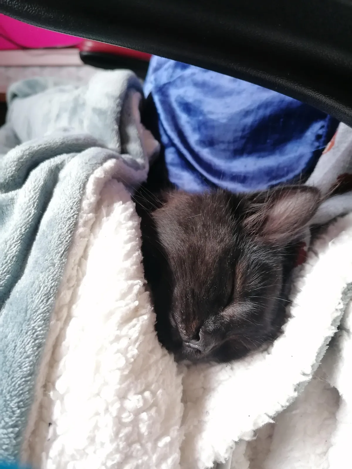 My new kitten, Petrus, sure is a character