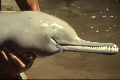 The Ganges River Dolphin lives in extremely murky water. And thus has tiny, essentially useless eyes