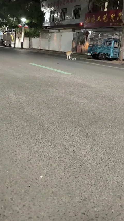 A bunch of cute fluffy kitties and their uncle