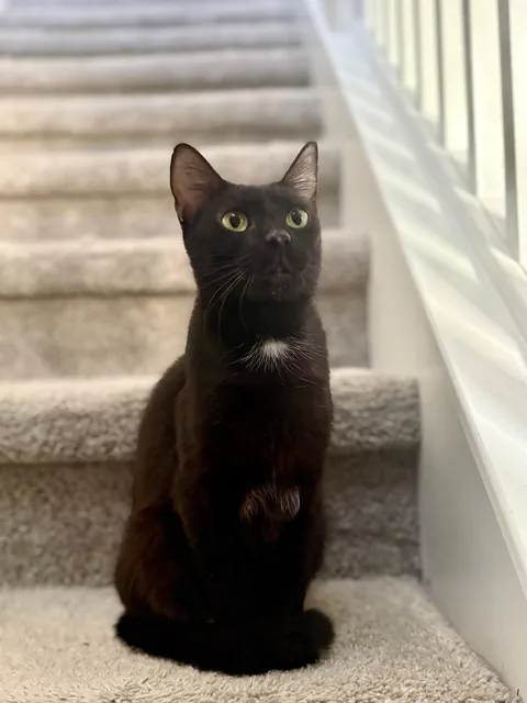 What should I name this sweet girl?