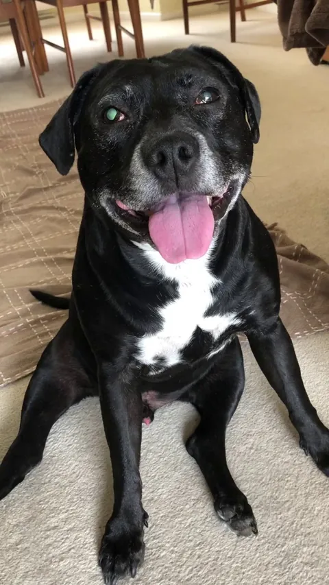 Dexter appreciates all the love he gets since going blind.