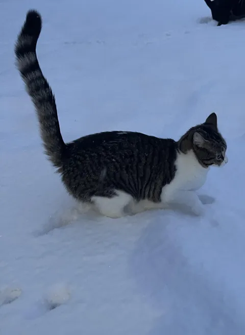 Does my cat have an abnormally long tail? I don’t know that I’ve seen another like it.