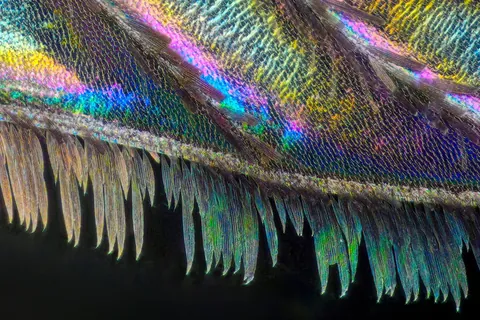 🔥 This is the wing of a mosquito that tried to bite me
