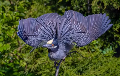 Did I deserve a low contest score for this photo of a bird’s mating display?
