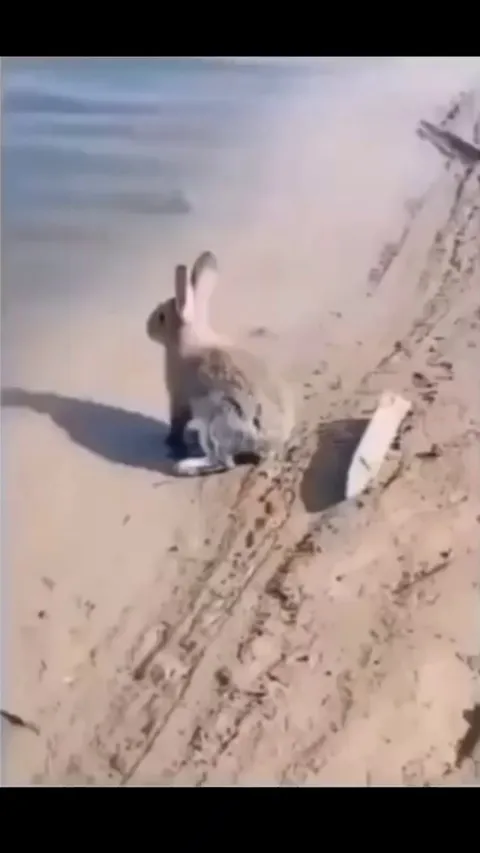 Just now finding out that rabbits can swim. Also learned their ears go into swim mode when they do.