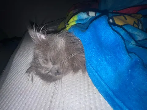 Meet my only nephew, Harry. My nieces are all humans lol.