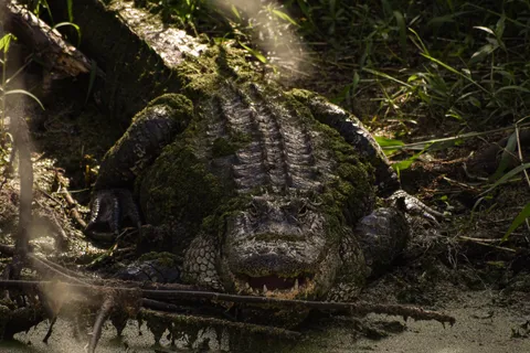 Shot of a gator I got on a walk in Florida