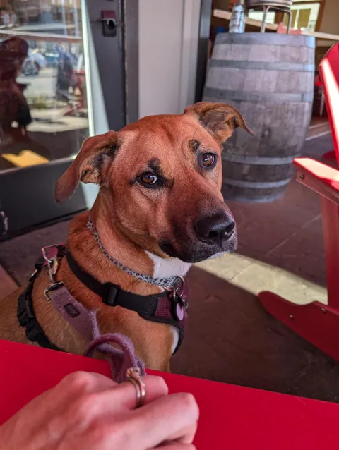 Older fella asked if he could pet her because she reminded him of his old dog. She gave him a face full of kisses.