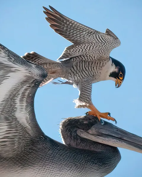 A Peregrine falcon hunting a Brown Pelican