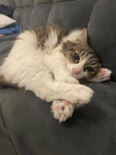 My cat goes nuts for cheerios, she’ll dive headfirst into the bowl if she sees u eating them. Is it ok for her to have some? 