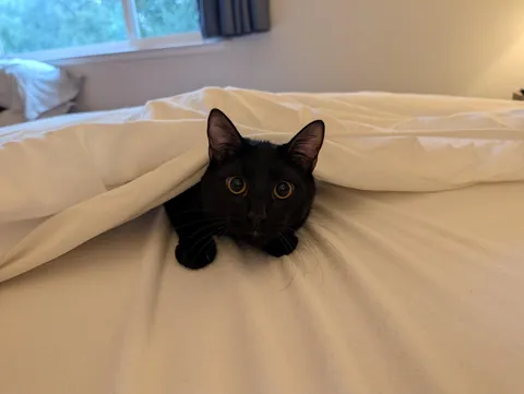 He loves to help make the bed