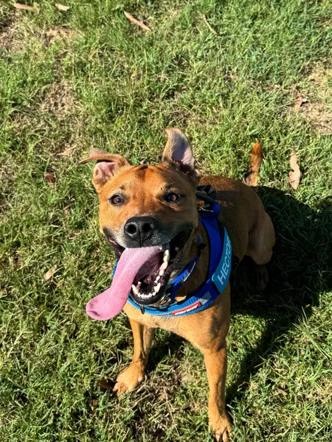 He helps me live a healthy life, both physically and mentally. He’s my little potato, Hector☺️🐕