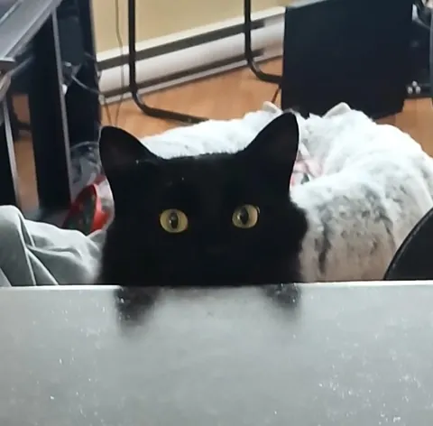 Someone smells chicken