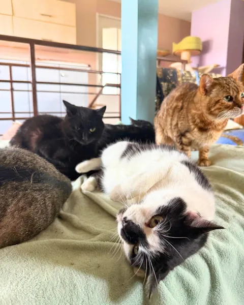 Yolanda is always so happy when I visit her at the cat hospice. Other hospice cats are included
