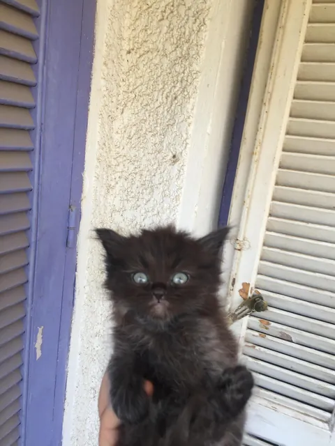 What should i name this beautiful beast 🐈‍⬛️🖤