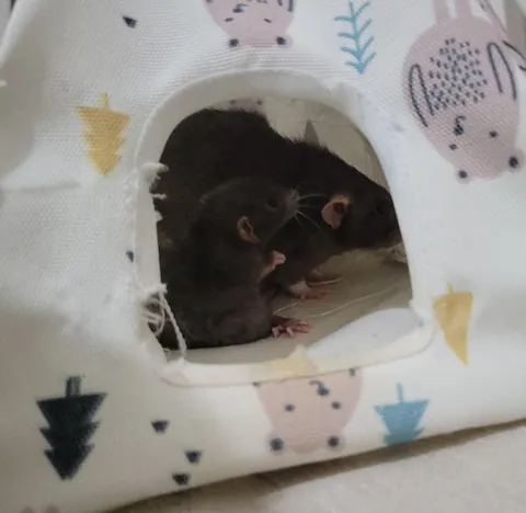 Nutti is officially 9 weeks and still a smol baby 🥰