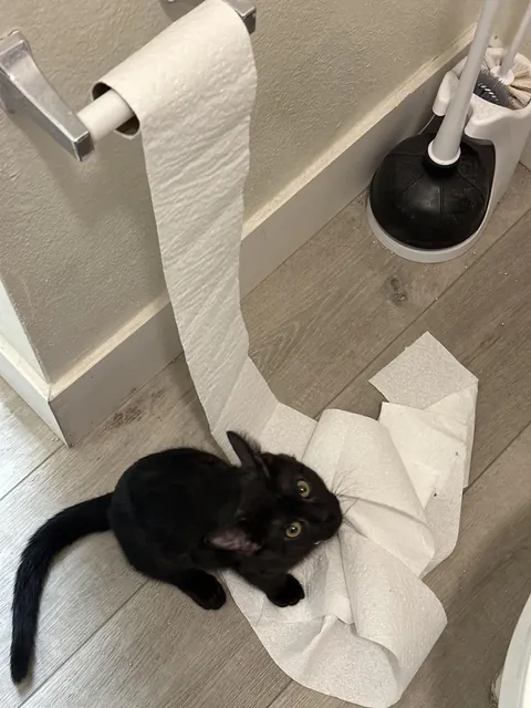 She thought I’d be proud of her lol. I was wondering who did it, then she walked over to take credit for concurring the toilet paper roll