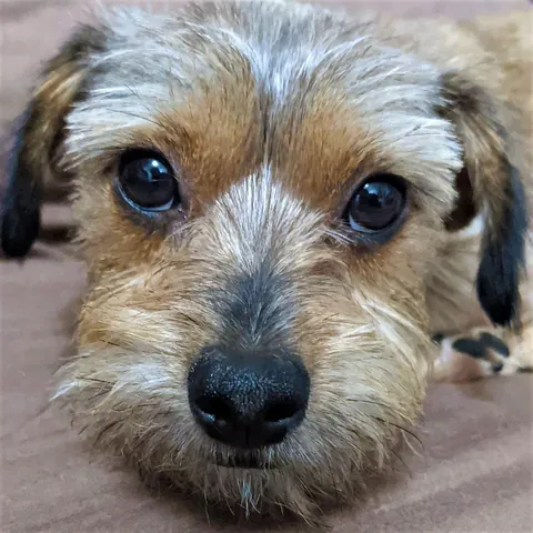 My Buddy Oscar is a very good boy!