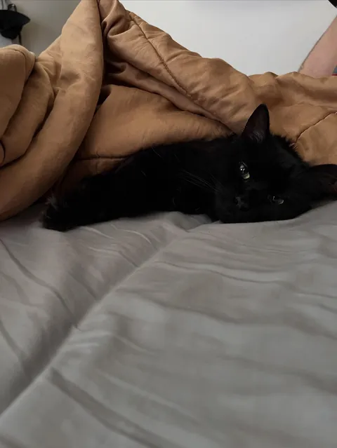 This is Whisper. She is 7 and we just got her from a spousal abusive household. She’s the best!